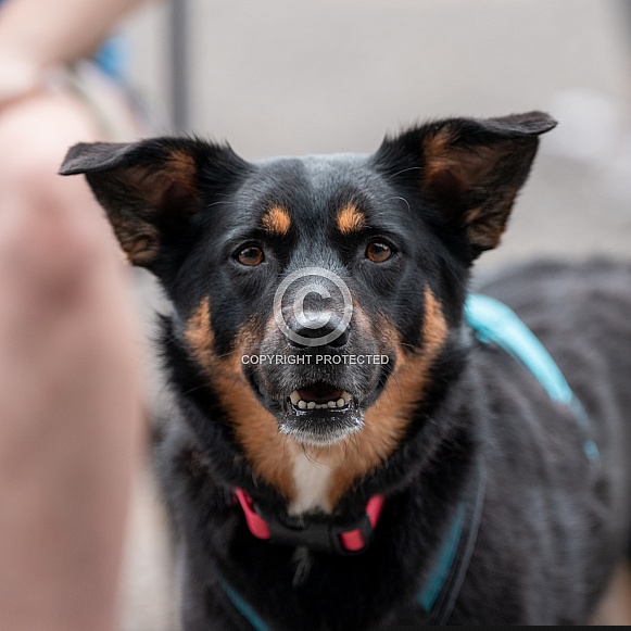 Close up head shot of a mixed breed dog