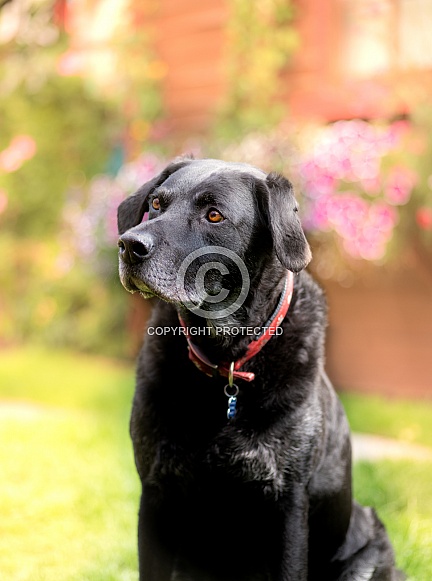 Black Labrador