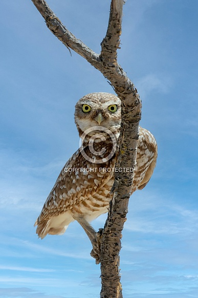 Burrowing Owl--Peeking Owl
