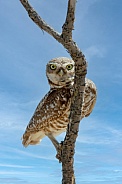 Burrowing Owl--Peeking Owl