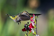 Anna Hummingbird