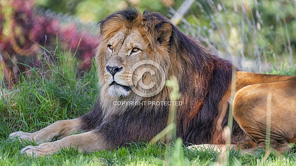 Lion resting
