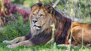 Lion resting