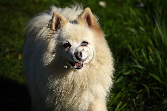 German Spitz Dog