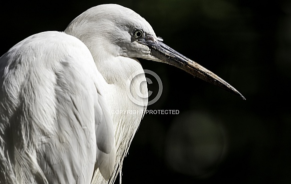 Egret Close Up Egret Close Up