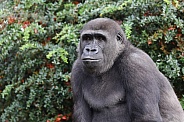 Western Lowland Gorilla (Gorilla Gorilla Gorilla)