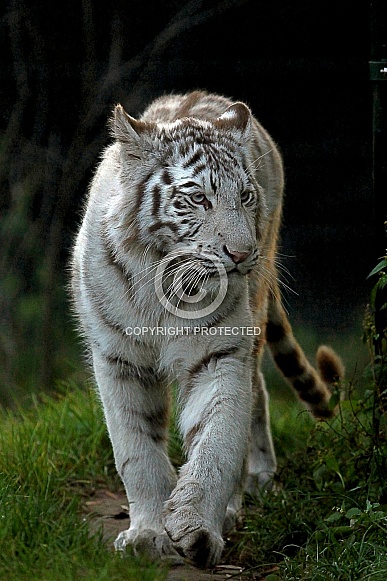 White Tiger