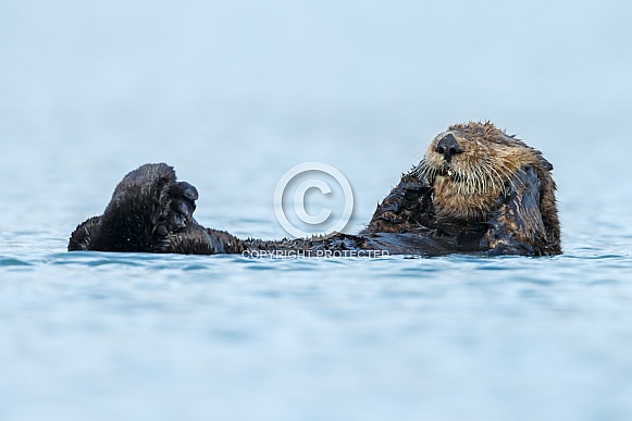 Seaotter at Alaska