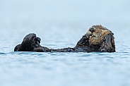 Seaotter at Alaska