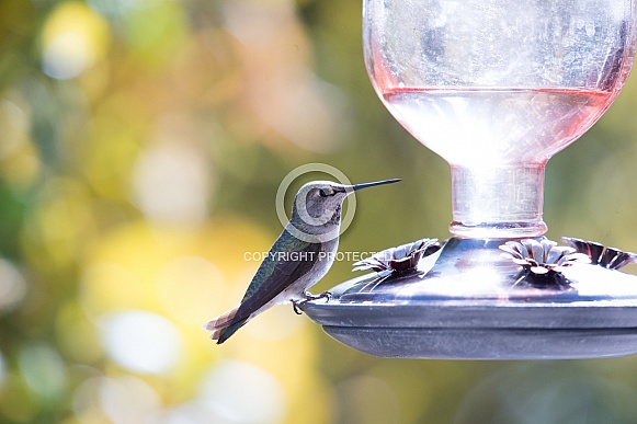 Anna's Hummingbird