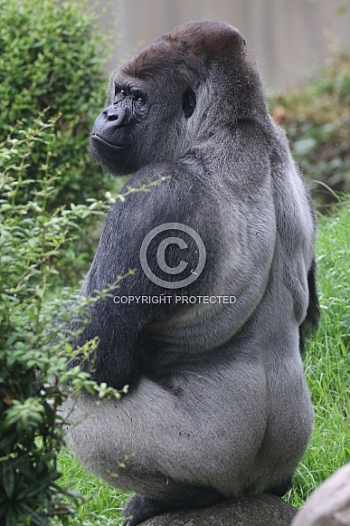 western lowland gorilla