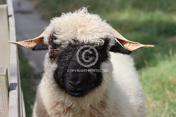 Valais Black nosed Sheep close up Valais Black nosed Sheep close up