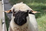 Valais Black  nosed Sheep close up