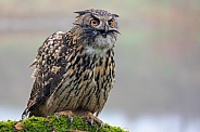 closeup of Eurasian eagle-owl (Bubo bubo) in wild