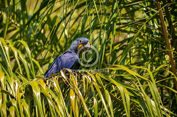 hyacinth macaw close up on a palm tree in the nature habitat