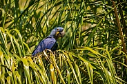 hyacinth macaw close up on a palm tree in the nature habitat