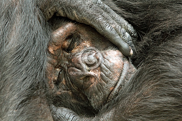 Sweet Dreams