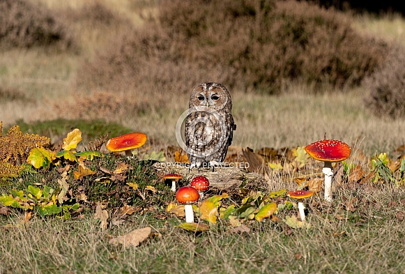 Tawny Owl Tawny Owl