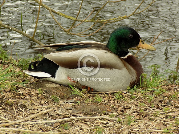 Mallard duck Mallard duck