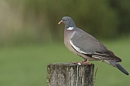 A wood pigeon