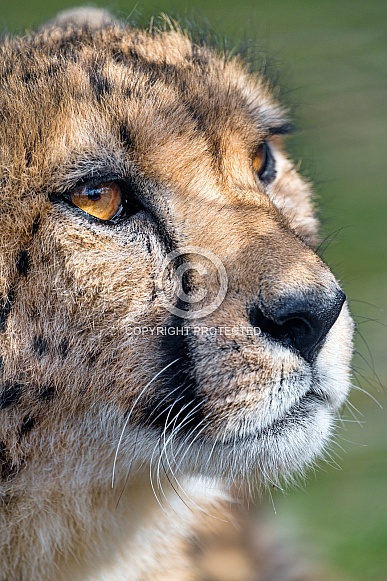 Cheetah Face Cheetah Face