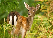 Fallow Deer Hind