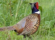 Pheasant