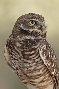 Burrowing Owl, Athene cunicularia