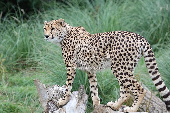 Cheetah