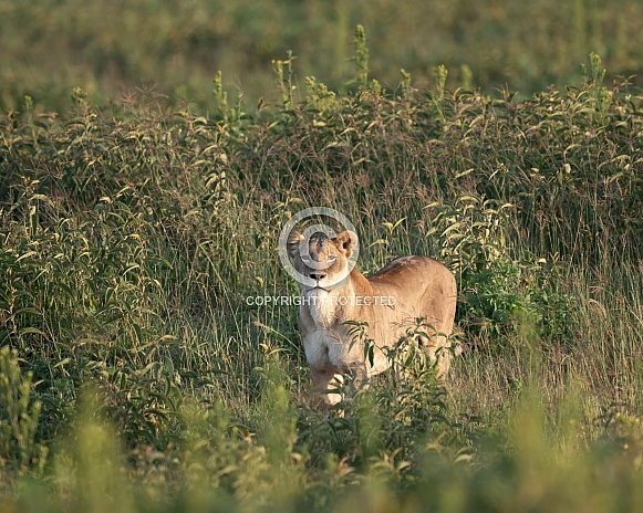 Lioness looking at the camera Lioness looking at the camera