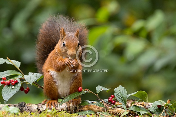 Red Squirrel
