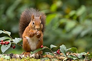 Red Squirrel
