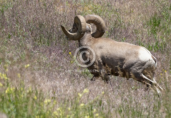 Big Horn Rams