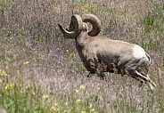 Big Horn Rams