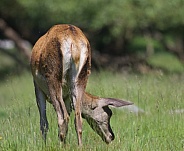 Red Deer