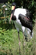 Saddle Billed Stork (Ephippiorhynchus senegalensis)