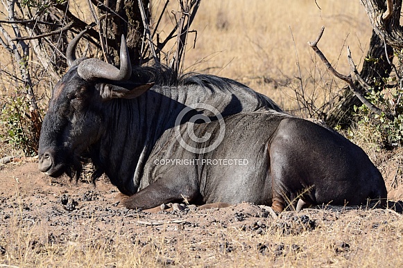 Wildebeest laying down Wildebeest laying down