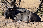 Wildebeest laying down