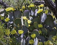 Yellow Prickly Pear Cactus Flowers