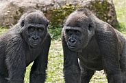 Two Young Western Lowland Gorillas