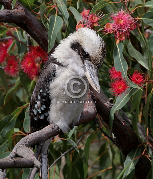 Laughing Kookaburra Laughing Kookaburra