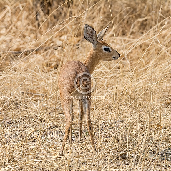 Steenbok Antelope Steenbok Antelope