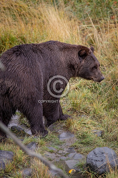 Alaska Bear 3 Alaska Bear 3
