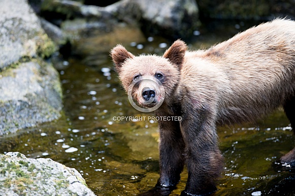 Wild grizzly bear cub in Alaska