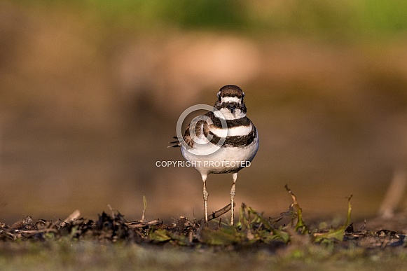 Killdeer