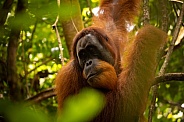 Sumatran orangutan in the jungle.