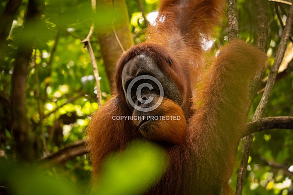 Sumatran orangutan in the jungle.
