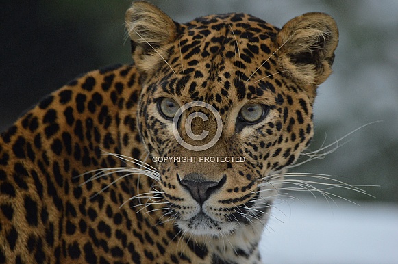 Sri Lanka Panther Sri Lanka Panther