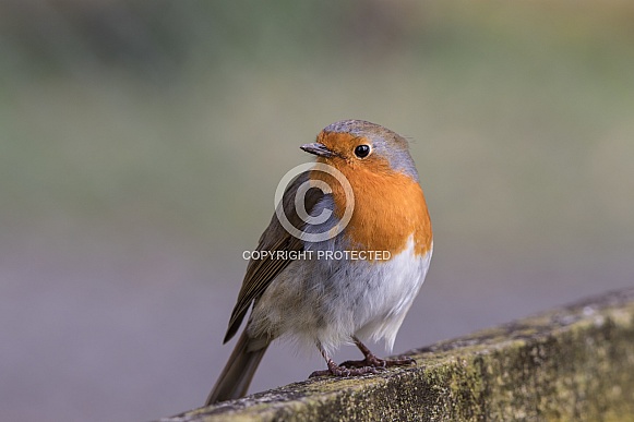 Robin