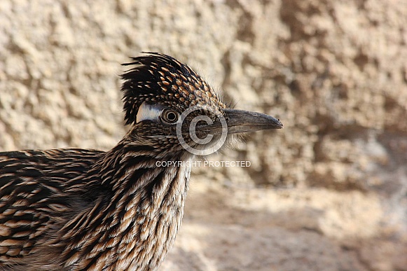 Roadrunner